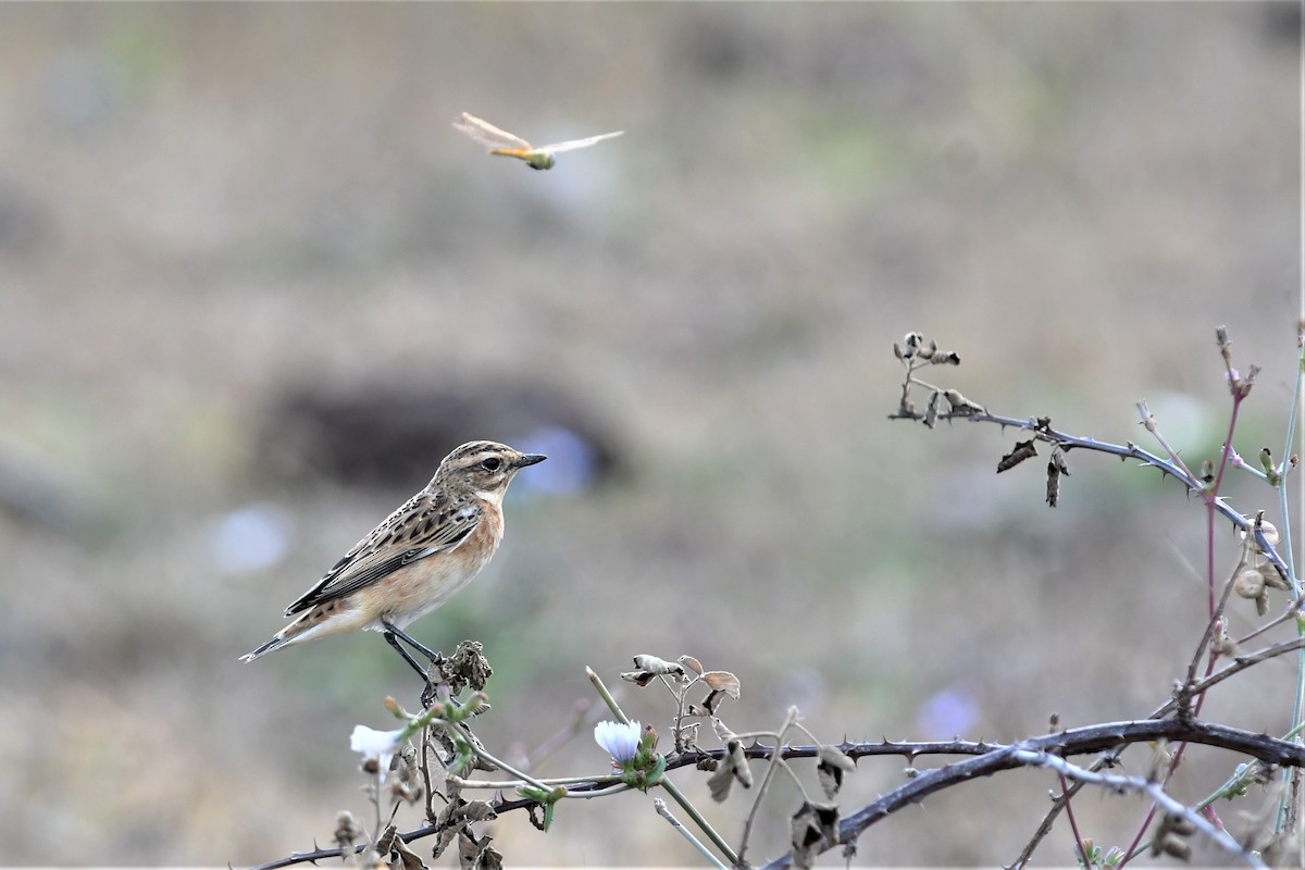 Whinchat - ML254092101