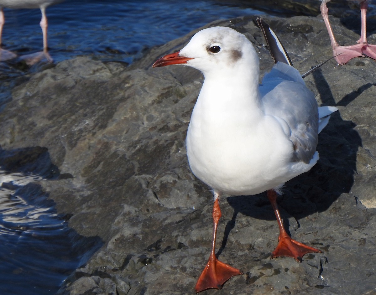 Black-headed Gull - Jules-Alex Banville