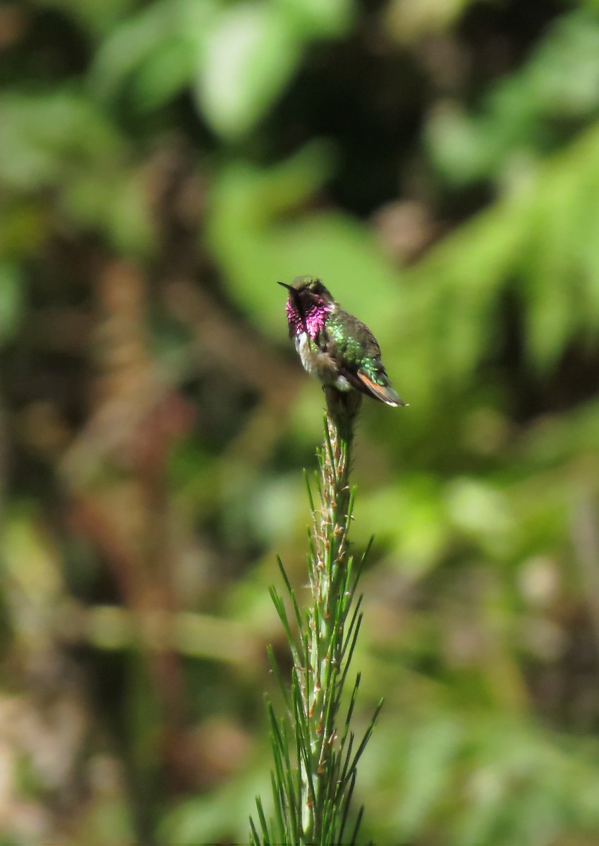 Bumblebee Hummingbird - ML254096771