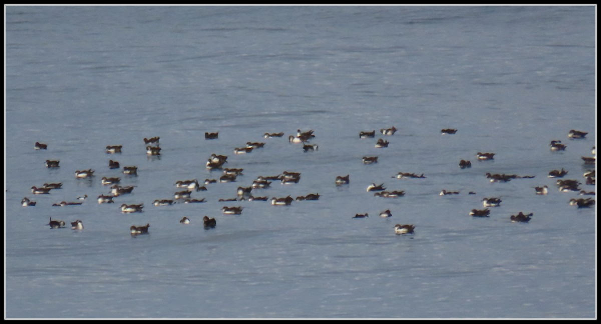 shearwater sp. - Peter Gordon