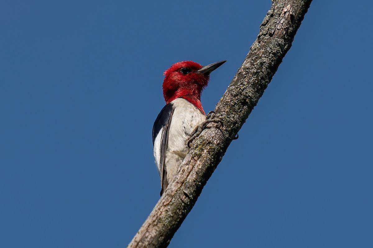 Red-headed Woodpecker - ML254097931