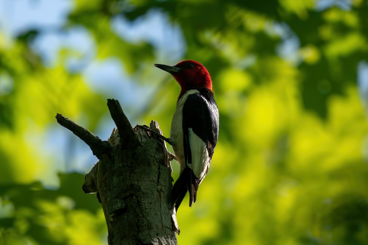 Red-headed Woodpecker - ML254097941