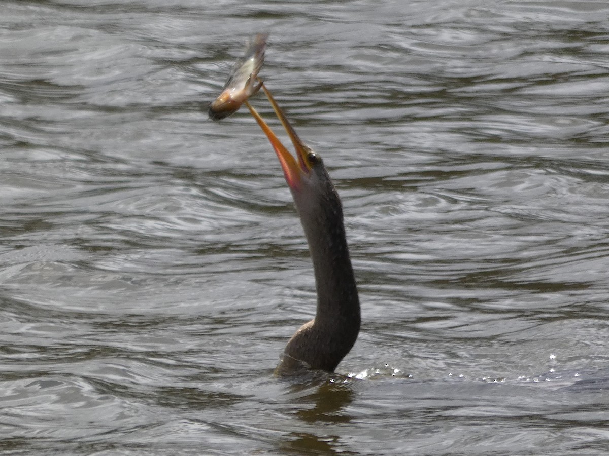 anhinga americká - ML254098641