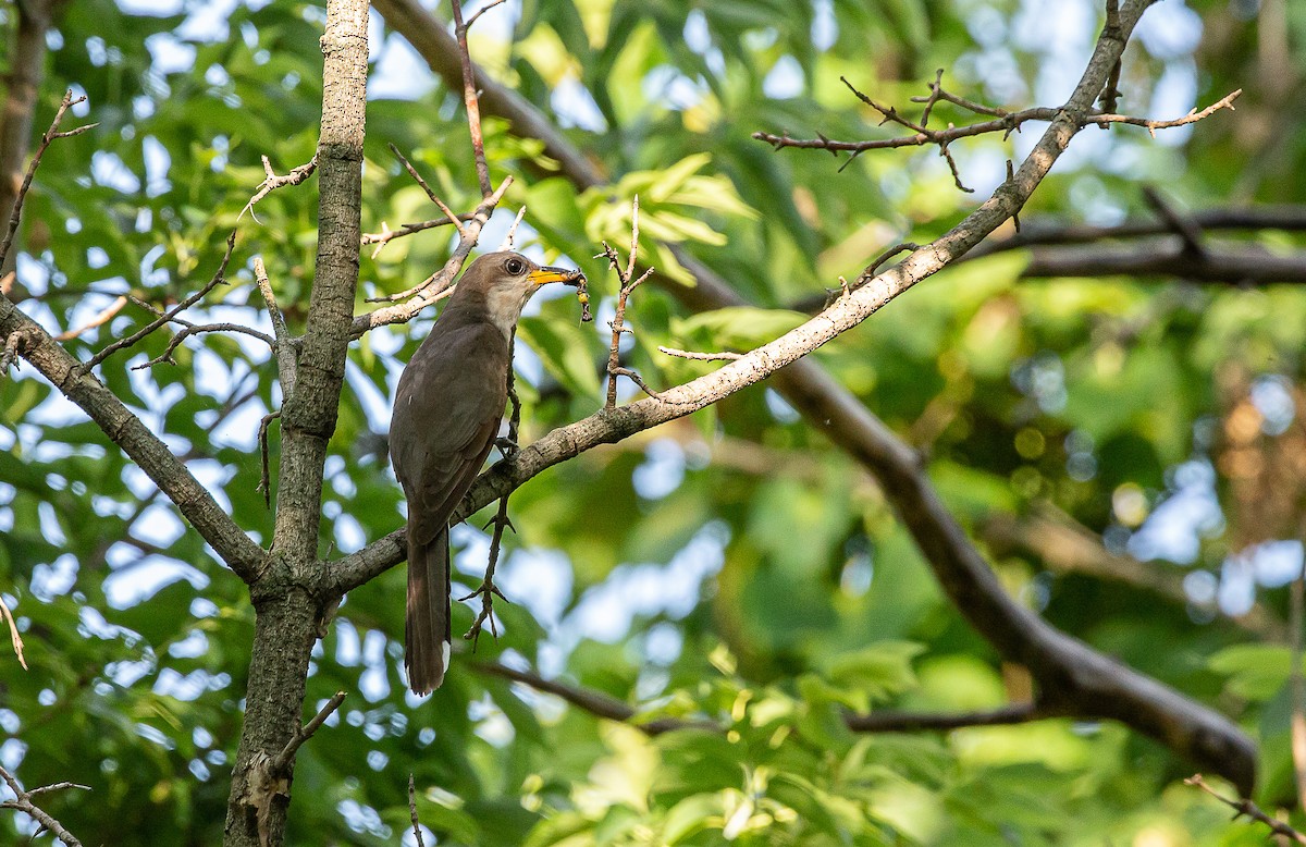 Yellow-billed Cuckoo - ML254103231