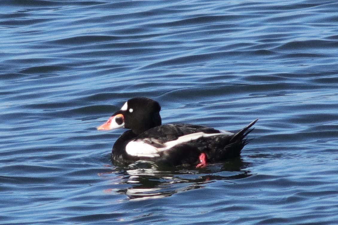 Surf Scoter - Gail DeLalla