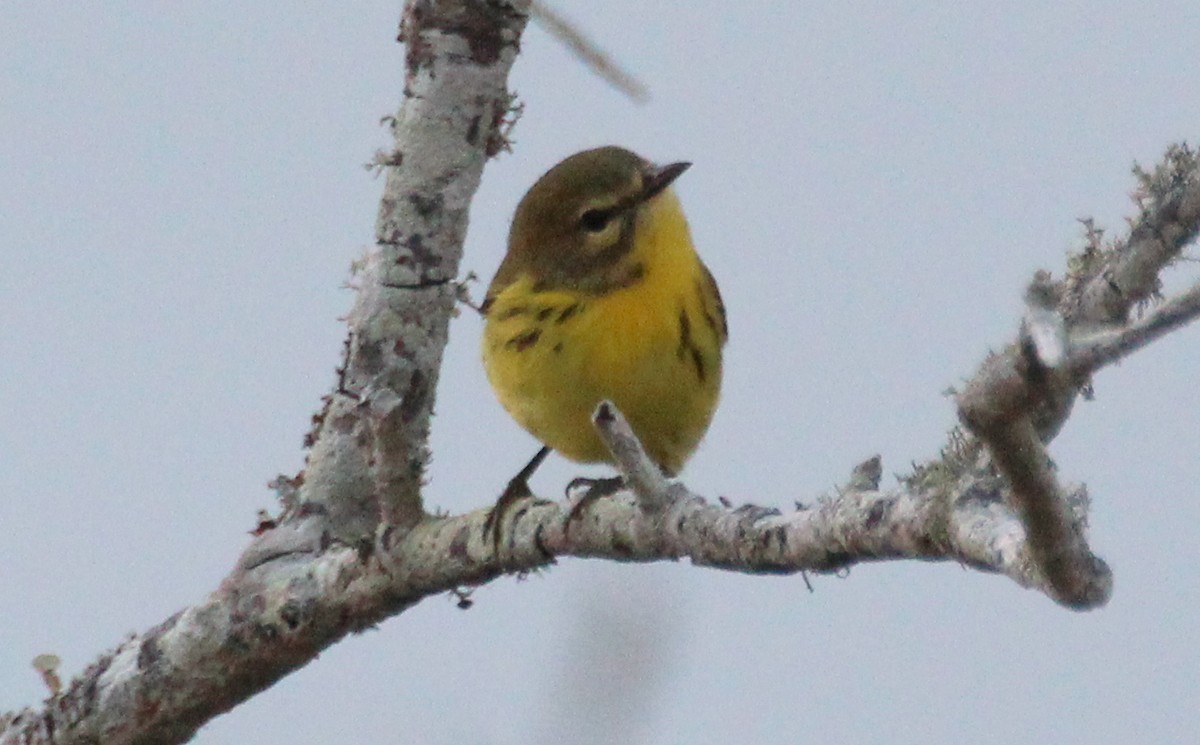 Prairie Warbler - ML254104561