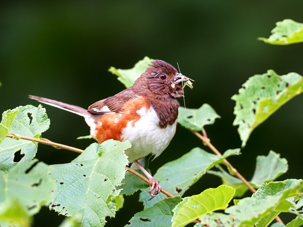 Eastern Towhee - Gary Mueller