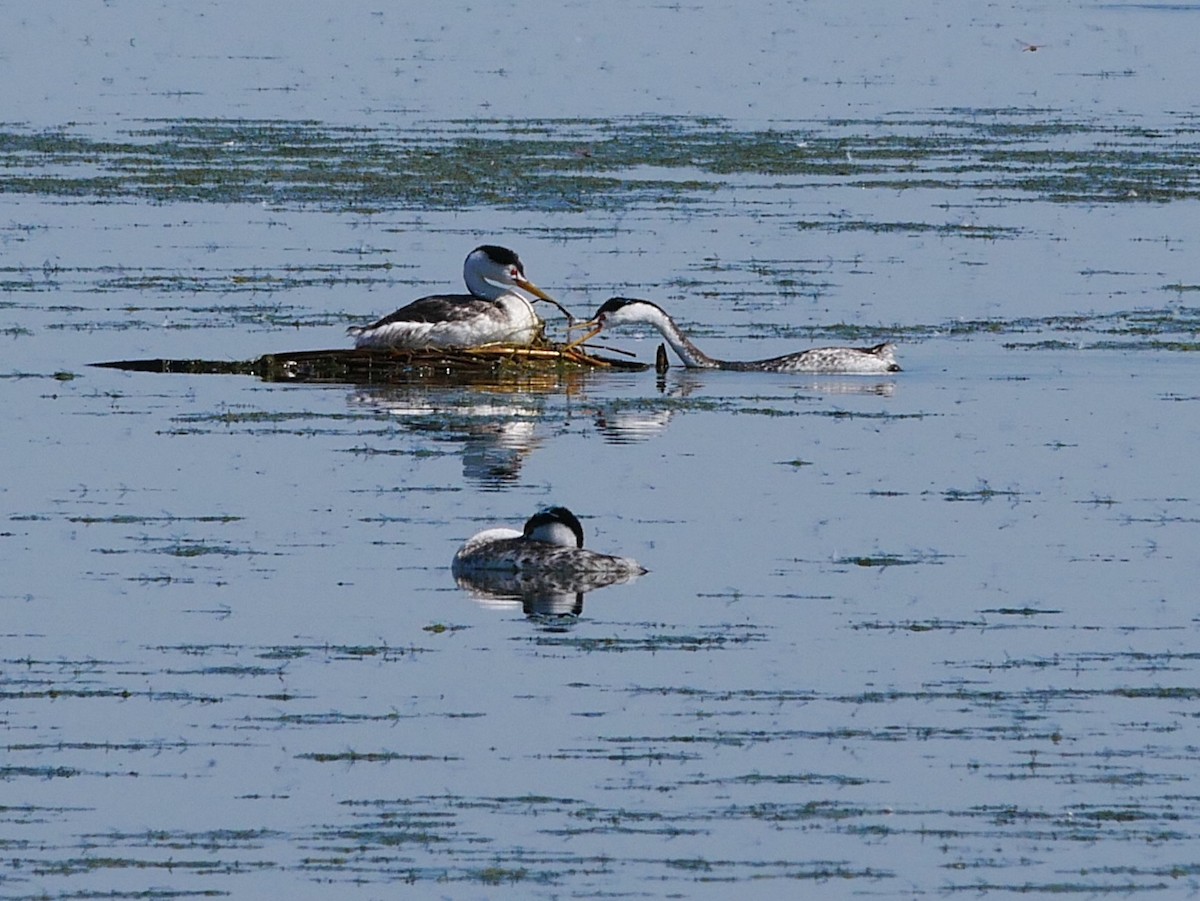 Clark's Grebe - ML254106901