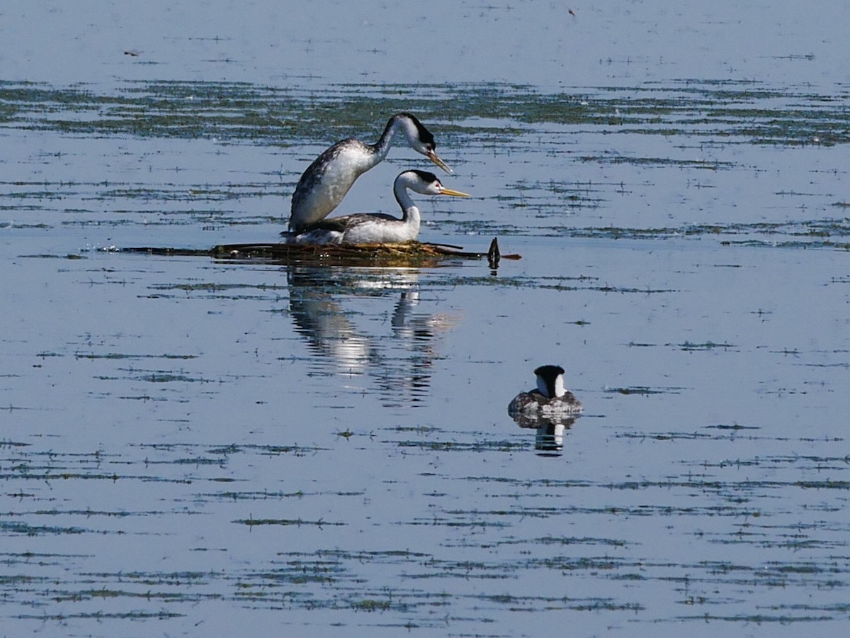 Clark's Grebe - ML254106911