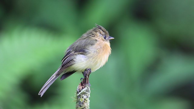 Tufted Flycatcher - ML254107221