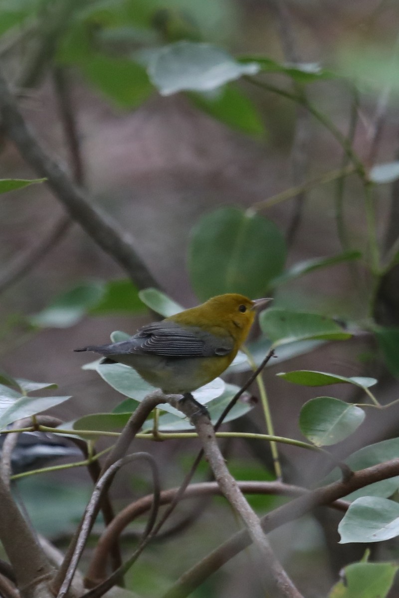 Prothonotary Warbler - Emily Holcomb