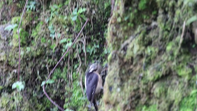 Hairy Woodpecker - ML254108361