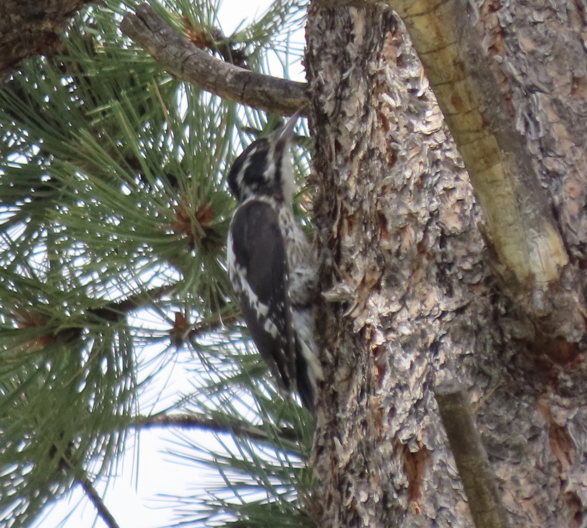 American Three-toed Woodpecker (Rocky Mts.) - ML254108461