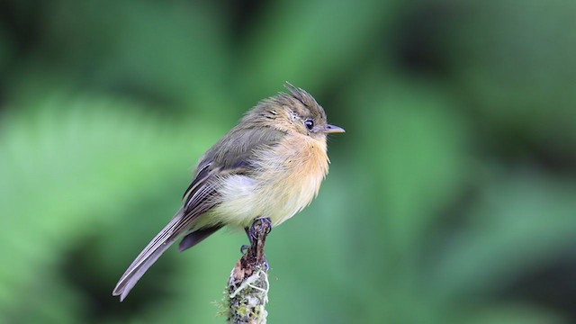 Tufted Flycatcher - ML254108601