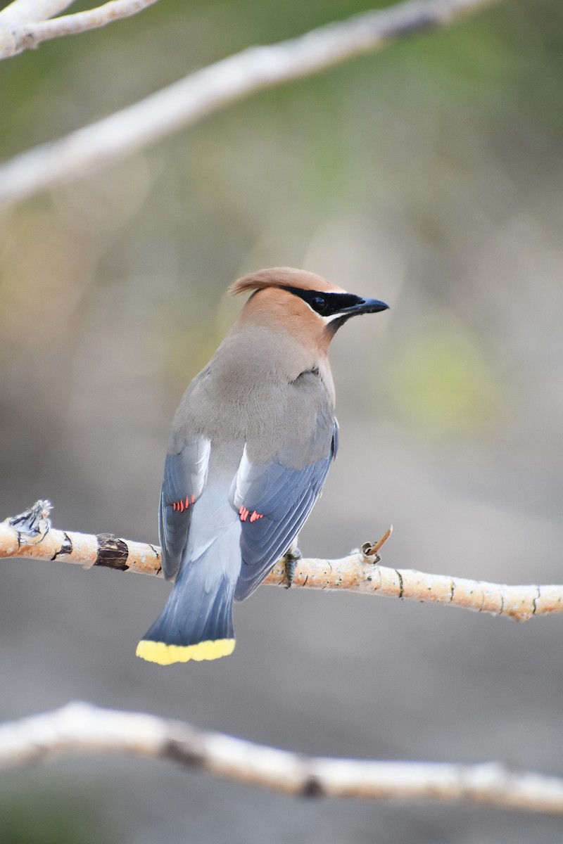 Cedar Waxwing - ML254109621