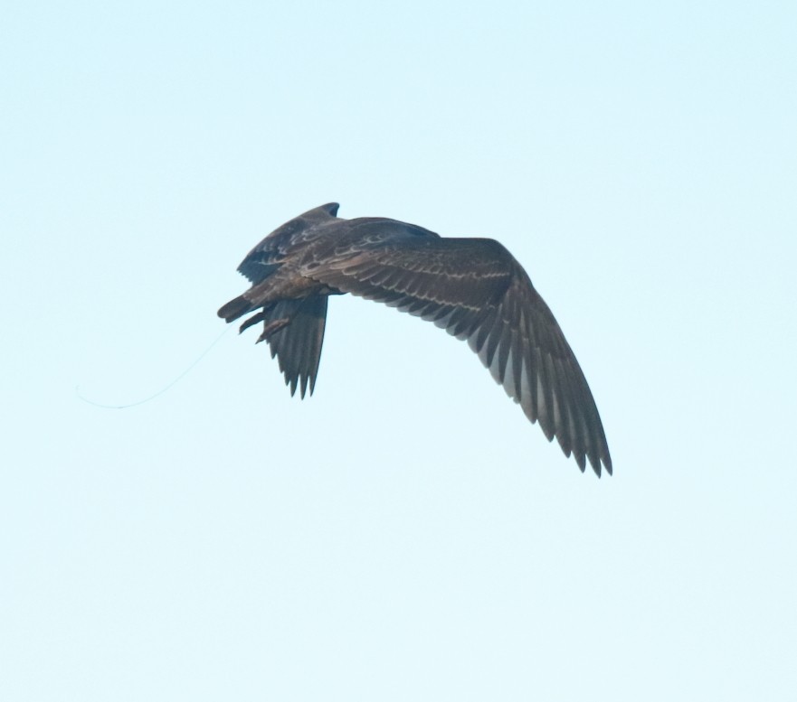 Heermann's Gull - ML254110381