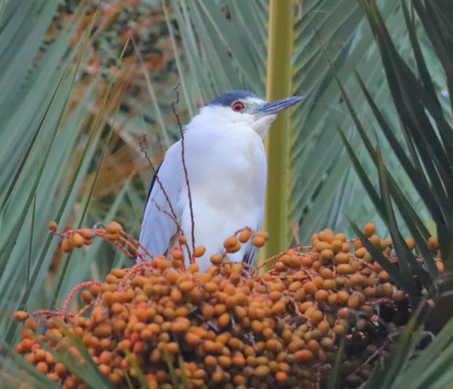 Black-crowned Night Heron - Larry Edwards