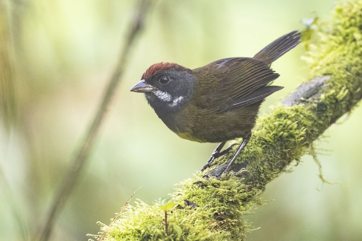 Sooty-faced Finch - ML254111611