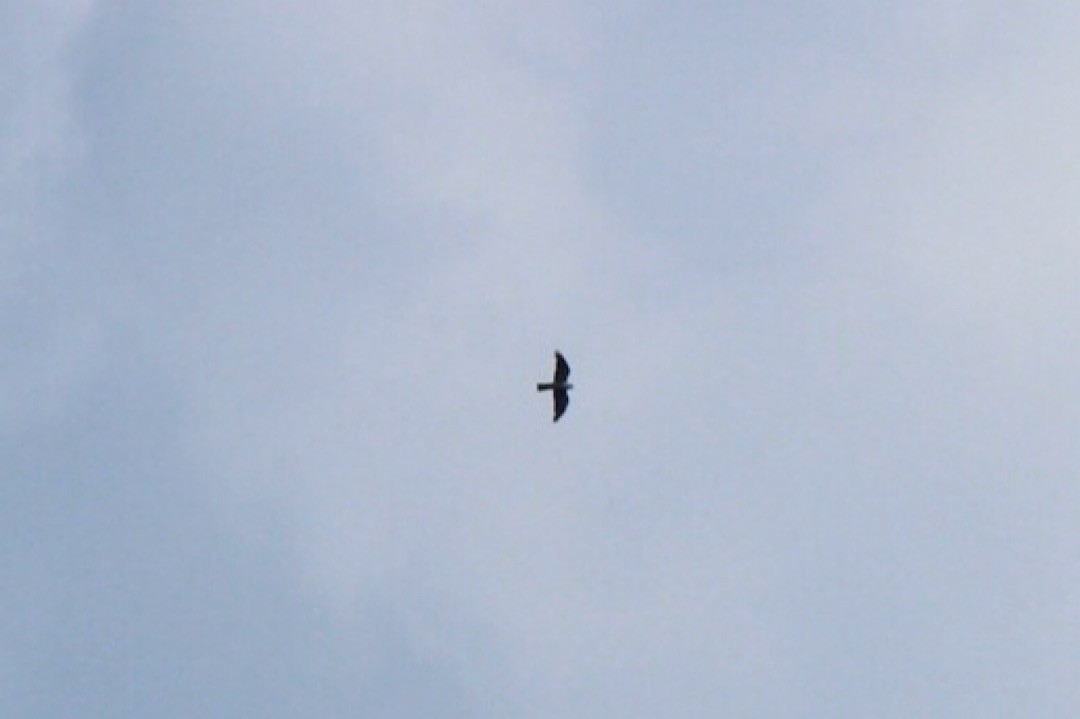 Mississippi Kite - ML254112031