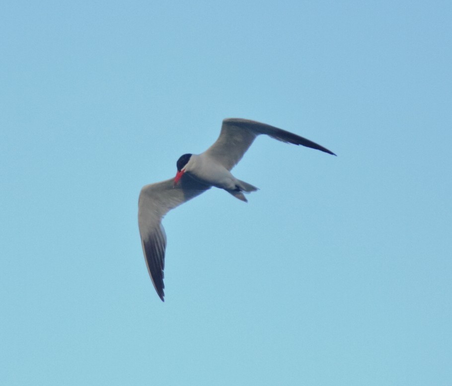 Caspian Tern - ML254112261