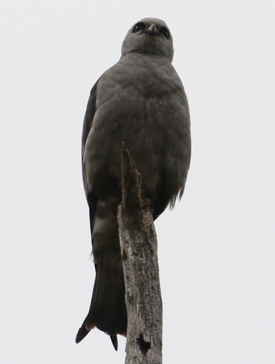 Mississippi Kite - Joe Haemmerle