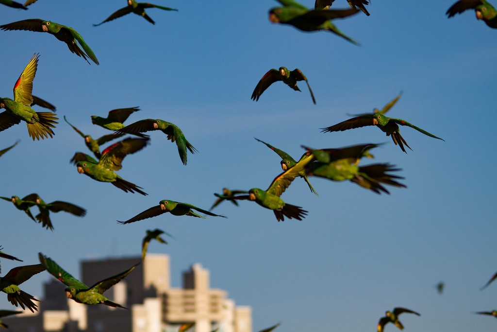 White-eyed Parakeet - ML254115241