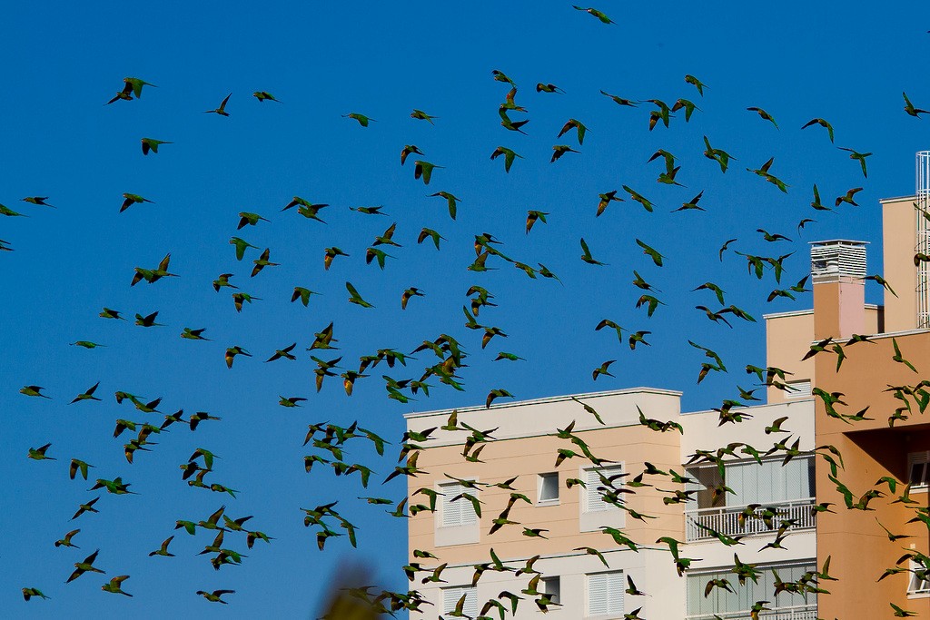 White-eyed Parakeet - ML254115261