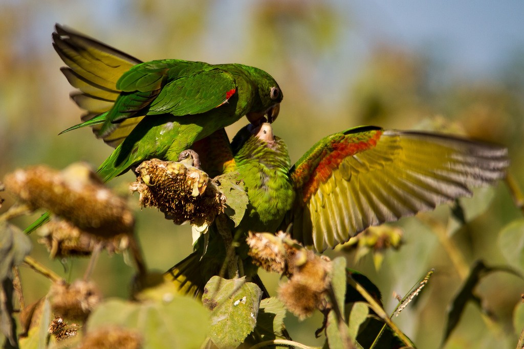 White-eyed Parakeet - ML254115291