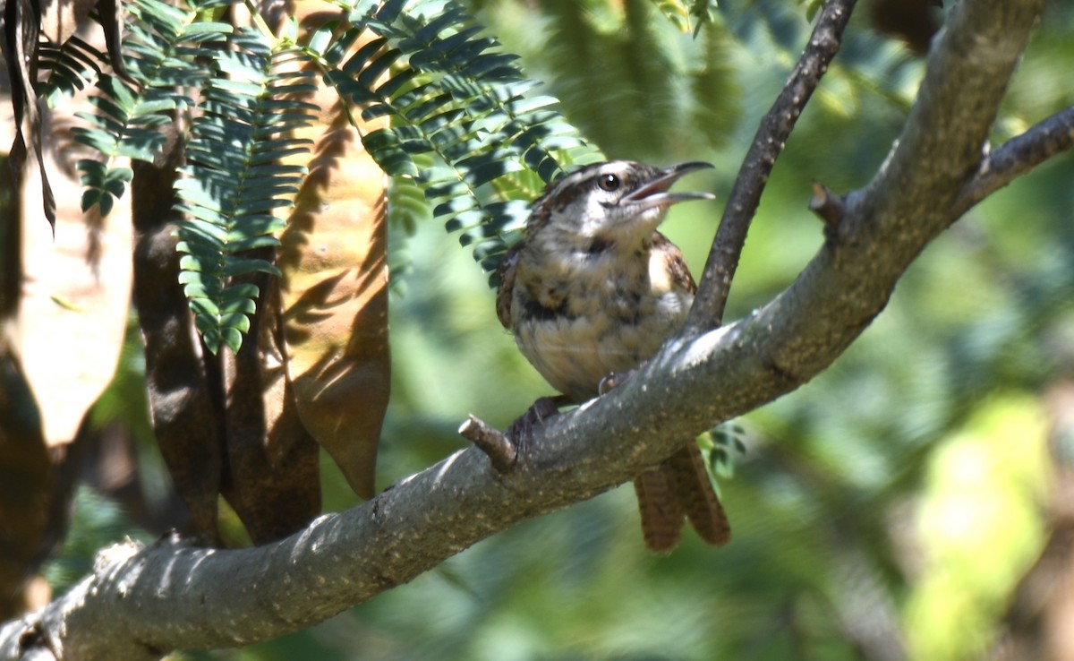 Carolina Wren - ML254115701