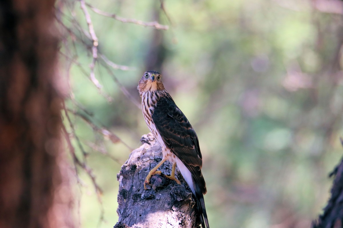 Cooper's Hawk - Diana Spangler