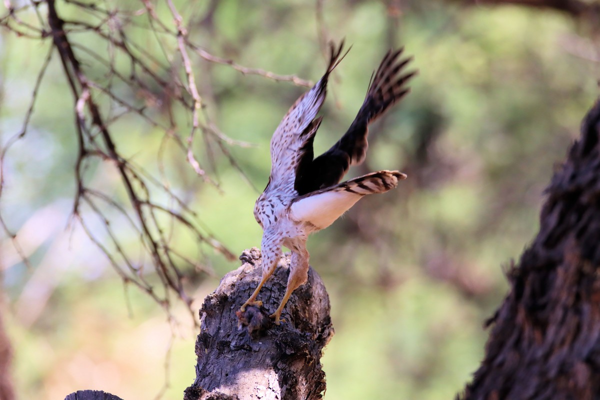 Cooper's Hawk - Diana Spangler