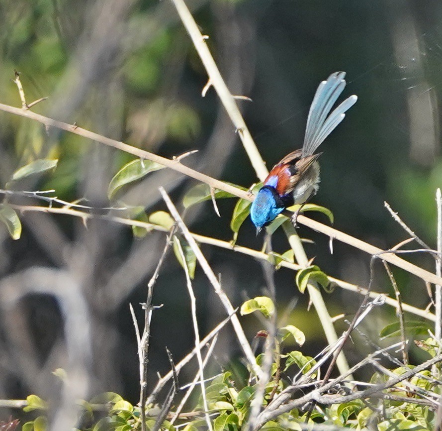 Variegated Fairywren - ML254117681