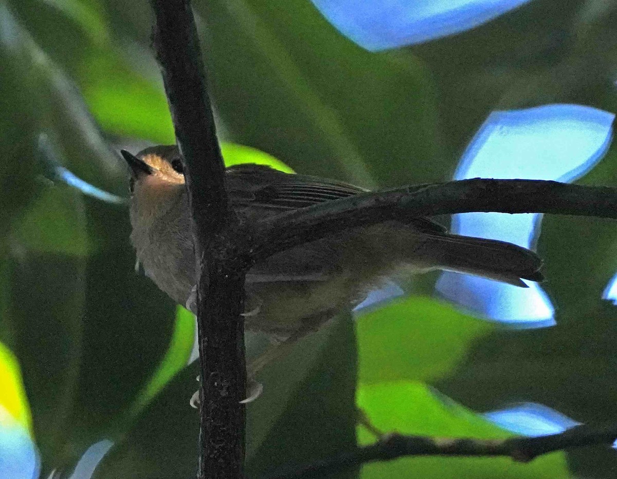 Large-billed Scrubwren - ML254117781