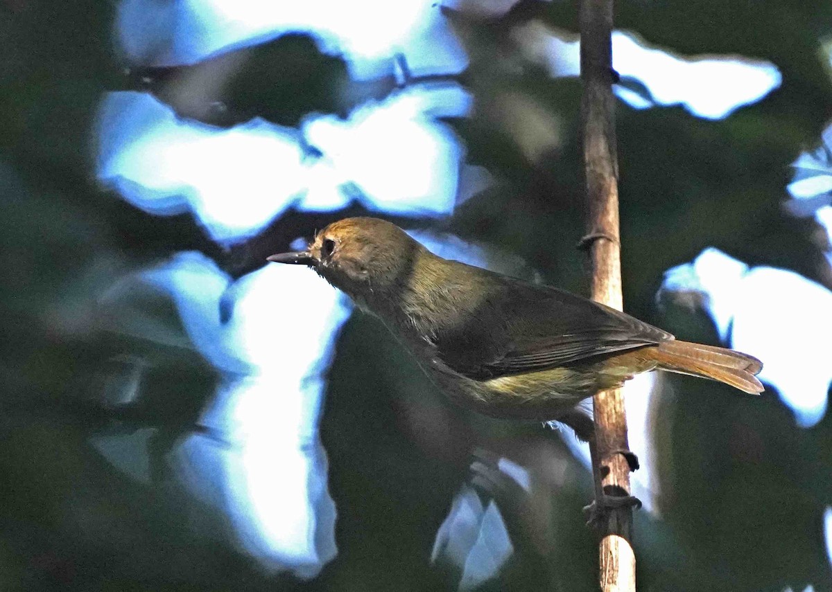 Large-billed Scrubwren - ML254117791