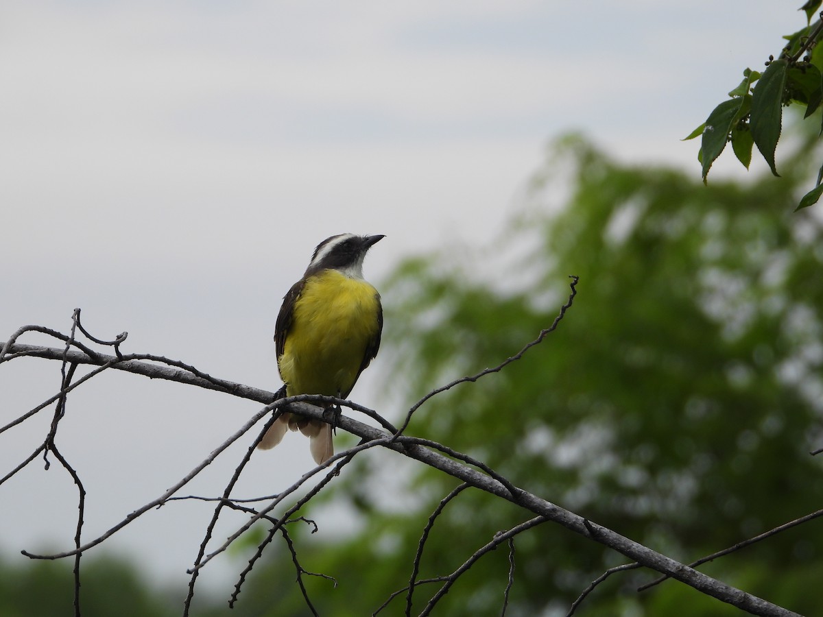 Social Flycatcher - ML254117991