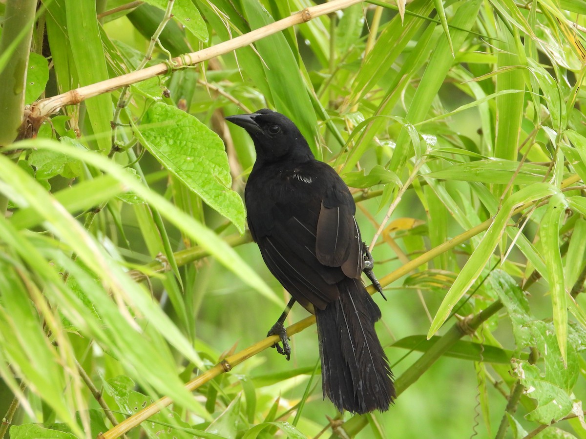 Melodious Blackbird - ML254118251