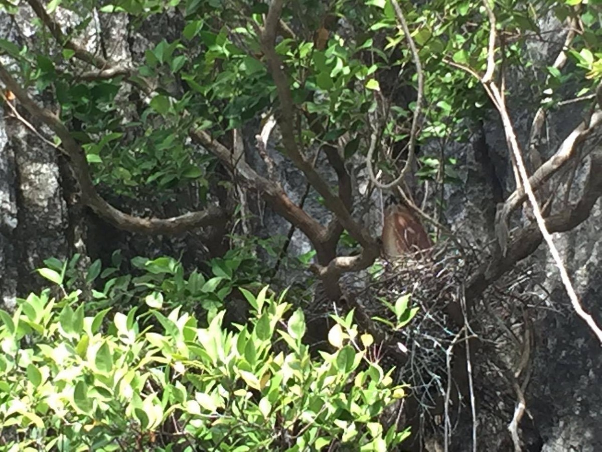 Nankeen Night Heron - ML25411921