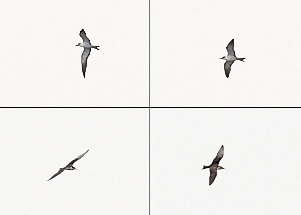 Sooty Tern - ML254119461