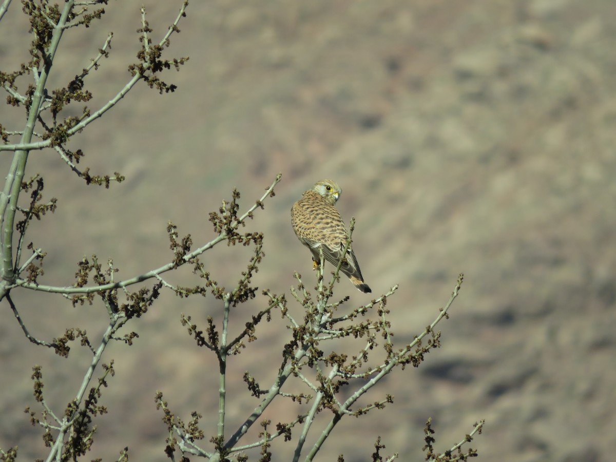 Eurasian Kestrel - ML254120041