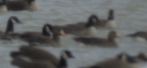 Greater White-fronted Goose - ML25412051