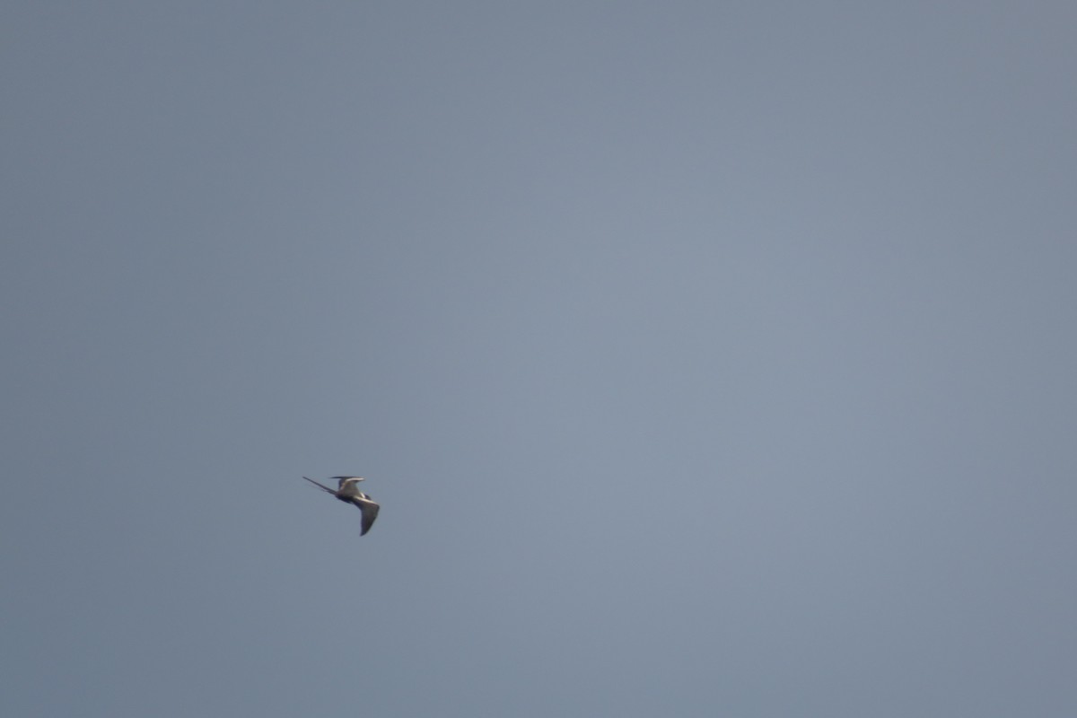 Lesser Frigatebird - ML25412301