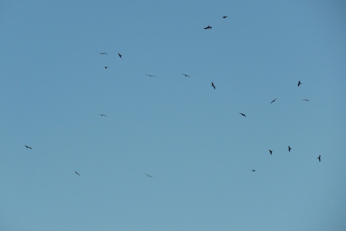 Lesser Frigatebird - ML25412311