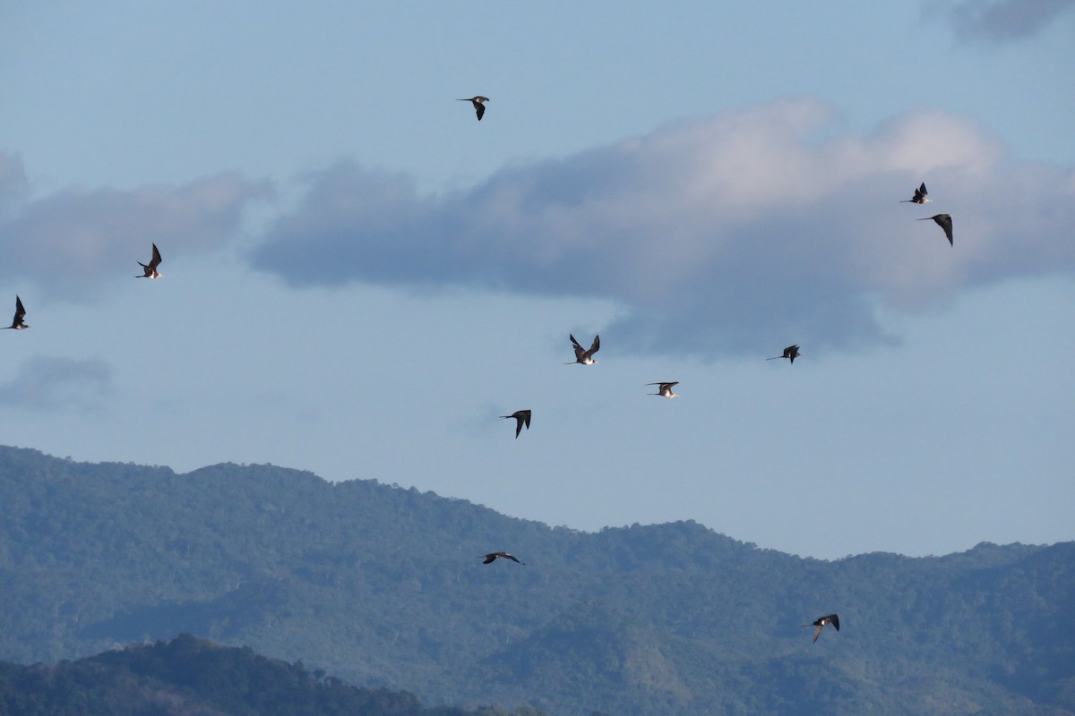 Lesser Frigatebird - ML25412321