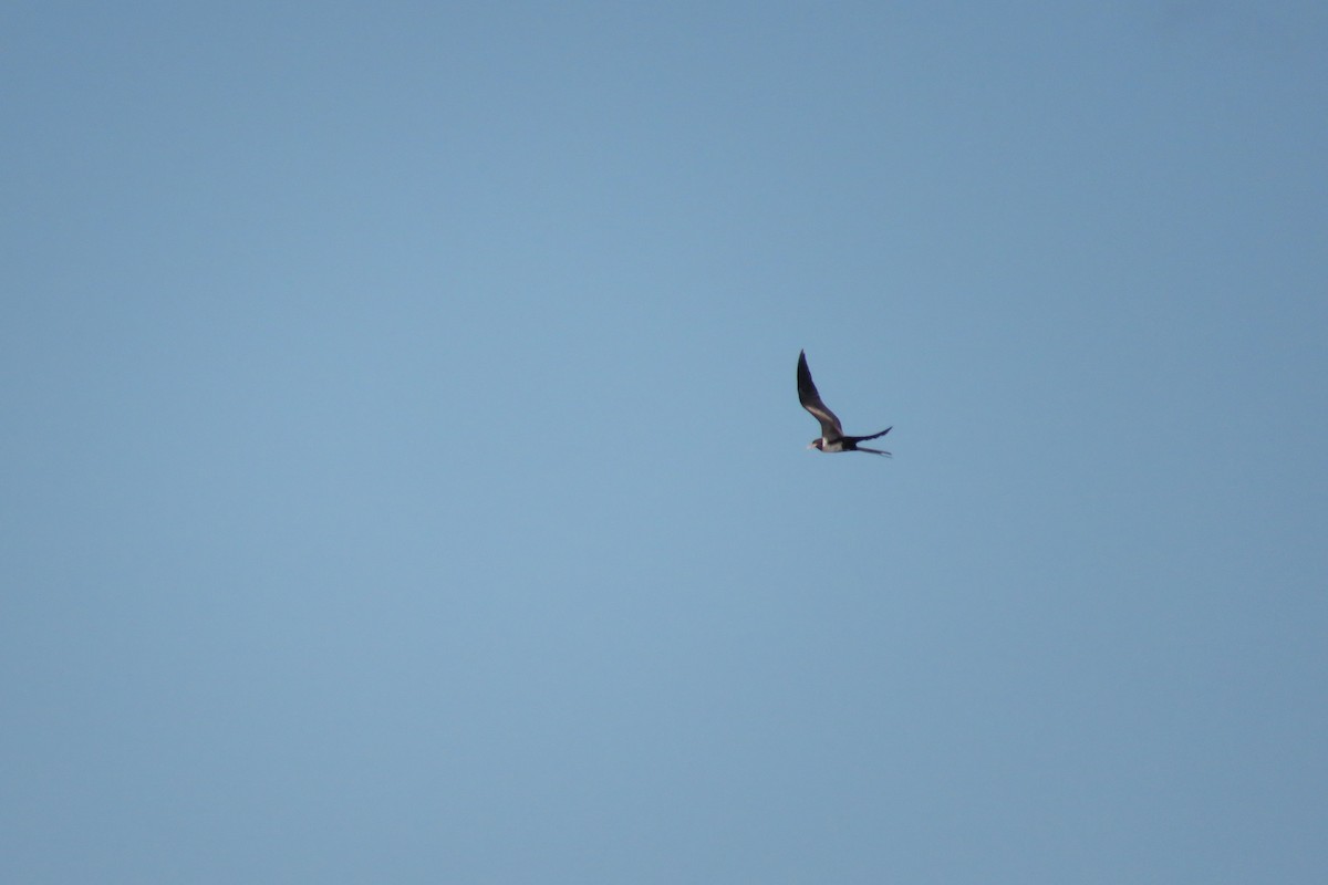 Lesser Frigatebird - ML25412331