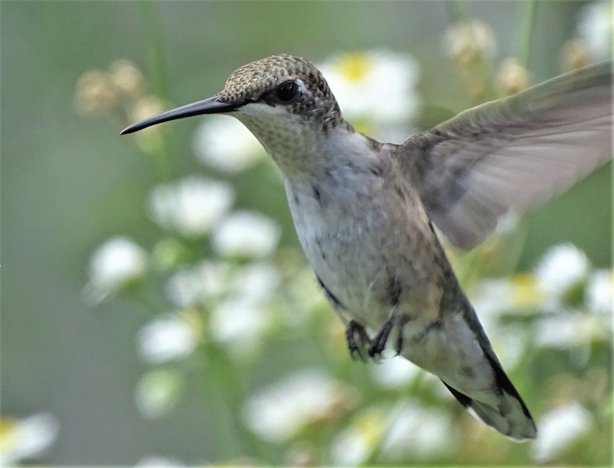 Ruby-throated Hummingbird - Jim Sweeney