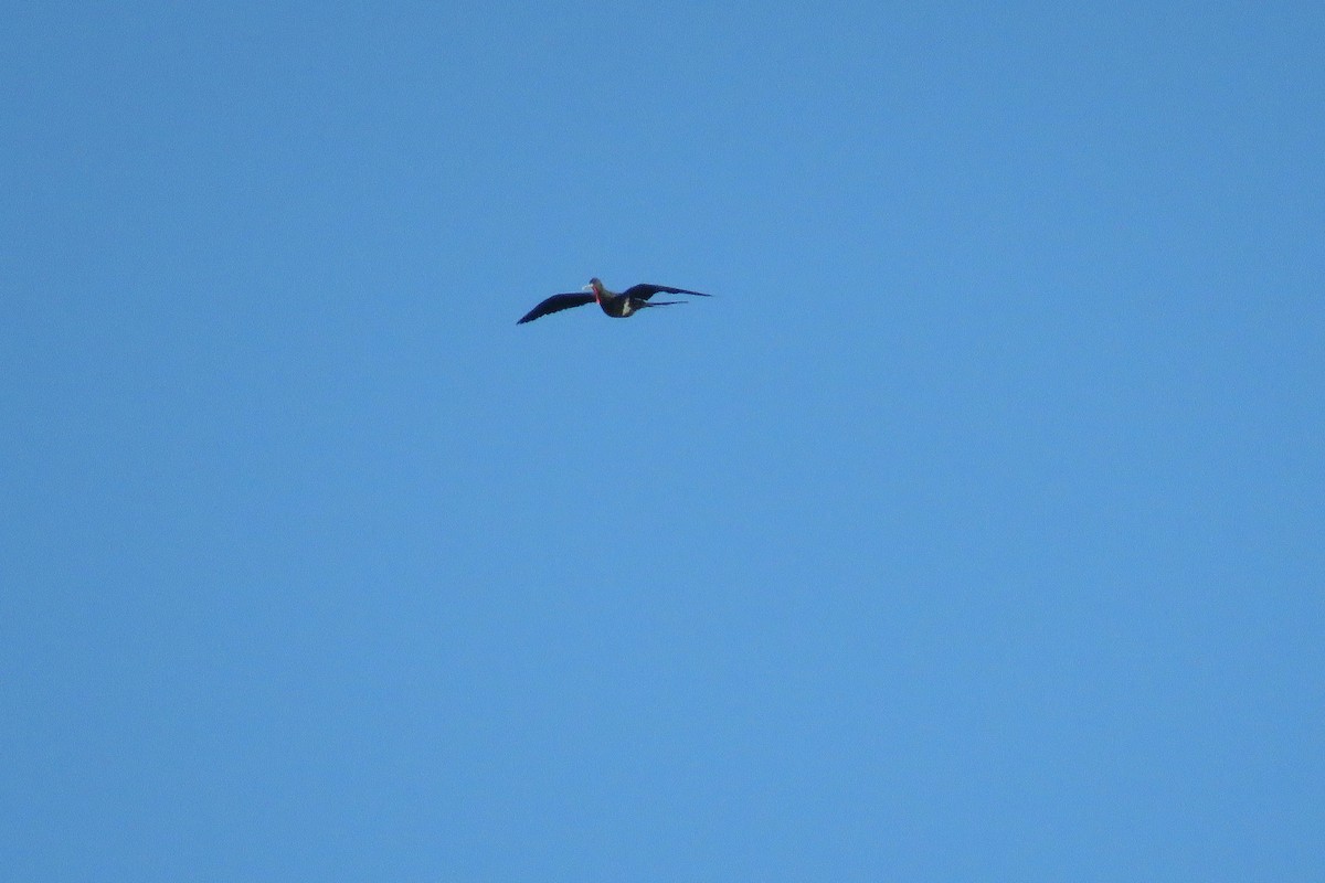 Lesser Frigatebird - ML25412341