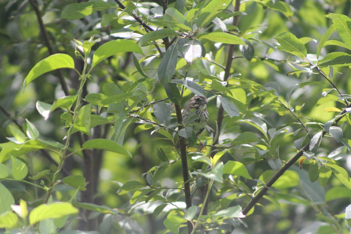 Song Sparrow - ML254123441