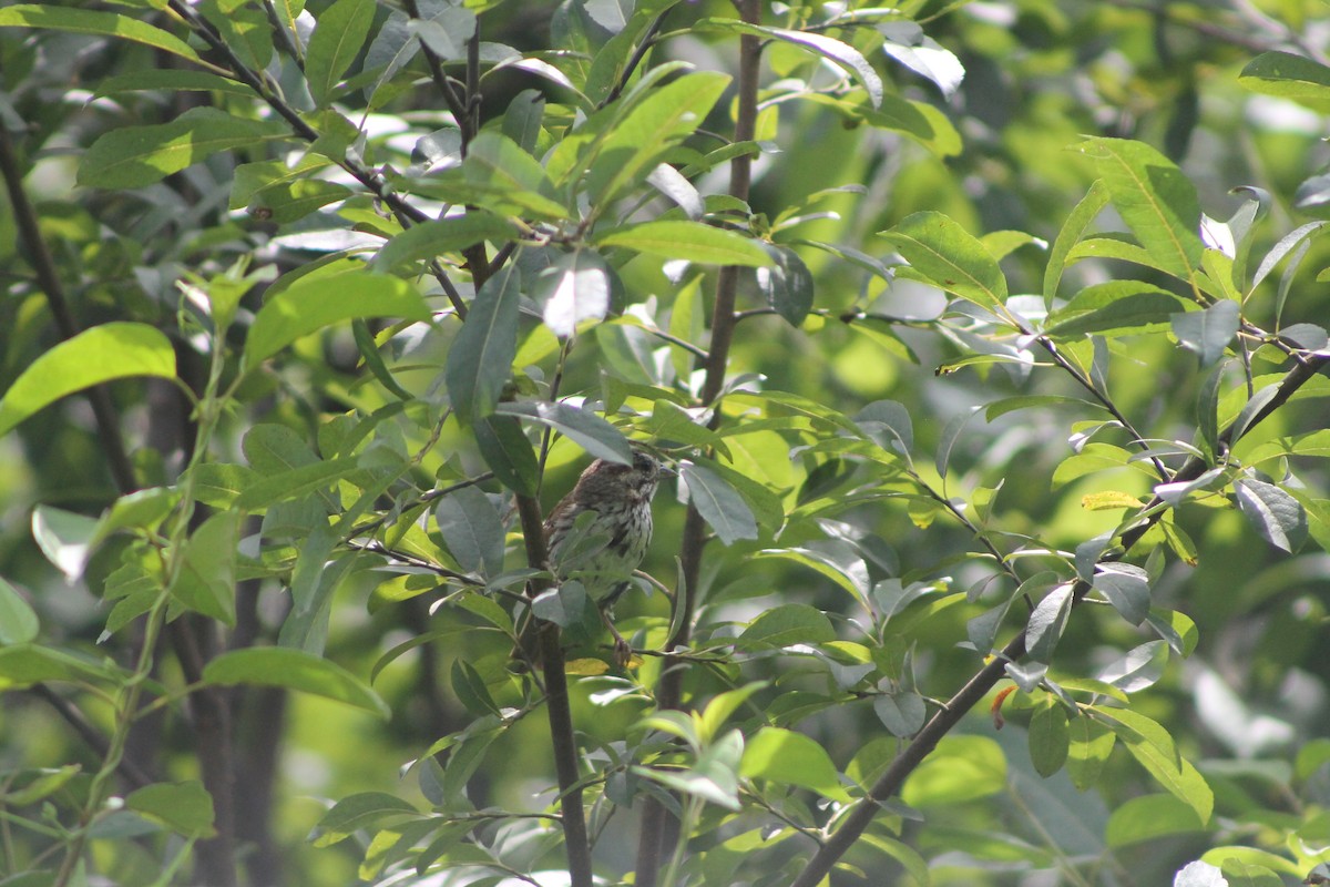Song Sparrow - ML254123531