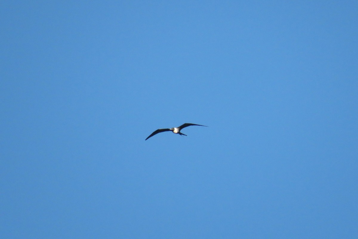Lesser Frigatebird - ML25412371