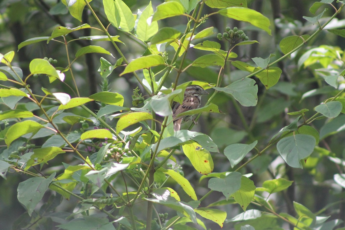 Song Sparrow - ML254123731